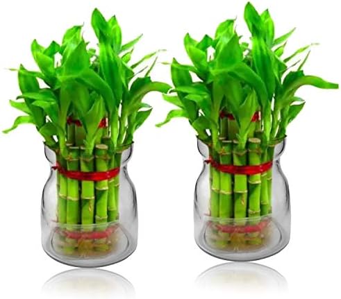Aakriti Glass Flower Vase Indoor Plant Air Plant Flower Vase for Lucky Bamboo Pots Table Decor/Mini Plants and Air Plants 10 cm (2 Pcs.) Only Pot.