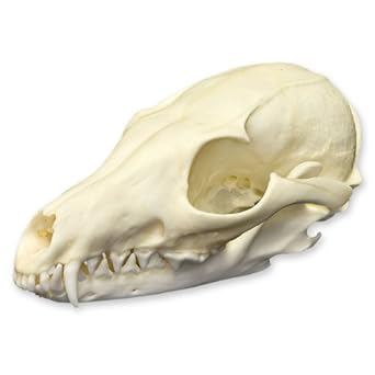 Real Gray Fox Skull Perfect Animal Anatomical Models Amazon Com Industrial Scientific