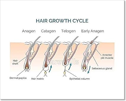 Amazoncom Barewalls Hair Growth Cycle Paper Print Wall Art 8in X