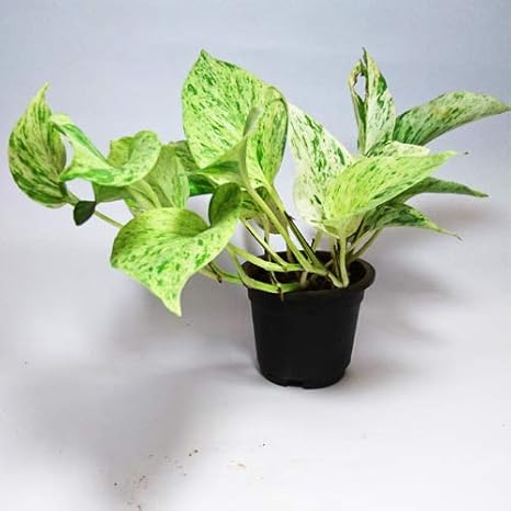 Money Plant Snow White Varigated With Free Plastic Pot Amazon In Garden Outdoors