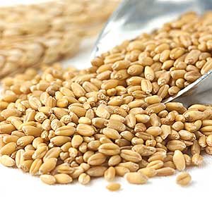 25lb Organic Prairie Gold Wheat