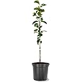 Persimmon Trees (Imoto Fuyu, 5 gal.) (Due to Agricultural Laws, we Cannot Ship to CA, AZ, AK, or HI)