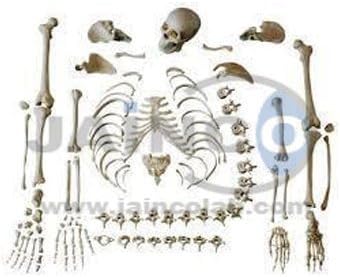 JAINCO 5 Feet Dis-Articulated Skeleton
