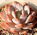 Live Succulent Plant Mini Succulents (Echeveria Monroe)