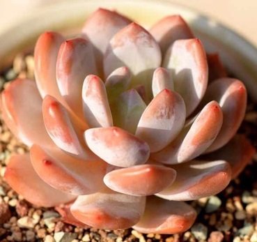 Live Succulent Plant Mini Succulents (Echeveria Monroe)