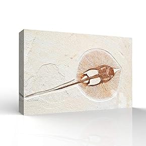 Canvas Wall Art - Vintage Animal Fish Fossil Living Room Poster Prints - Modern Home Art Stretched and Framed Ready to Hang - 12x18 inches