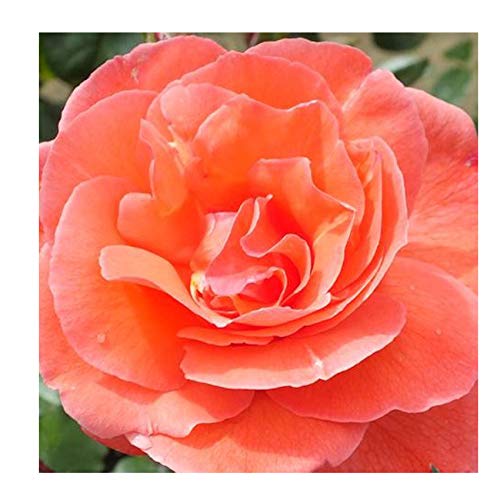 Rosa Happy Anniversary Bush Rose