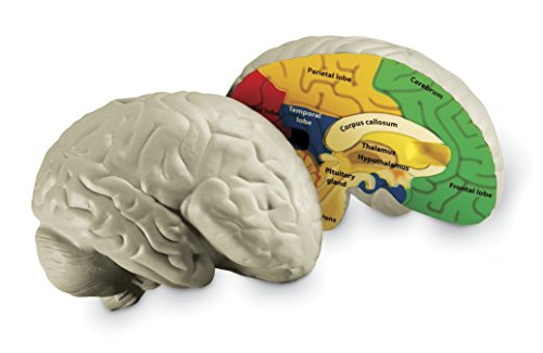 Learning Resources Cross-section Brain Model - 2 Pieces, Ages 7+ Brain Anatomy Model, Brain Functions Model, Human Anatomy for Kids, Foam Brain Model,Back to School Supplies