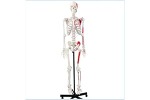 Wellden Product Life-size Medical Anatomical Human Skeleton Model, Muscular Painted, Numbered, 170cm, Stand Included