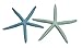 Variety Starfish Mix - 12 Large Pieces 6-8
