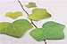 LSW Set of 120 Leaf-it! Leaf Sticky Notes [2 Sheets of 60 Stickers]