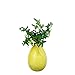 Achla Designs SV-01Y, Yellow Hanging Glass Flower Planter/Rooting Vase-Teardrop Shaped