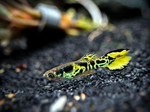 Odyssea 6 Beautiful Male Yellow Tiger Endlers' Guppies Live Bearer Nano Tank Tropical Freshwater Aquarium