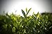 First Harvest Tea Organic Japanese Matcha Green Tea Powder (2.1 oz) 60g - Organic - Get More Energy - Ceremonial Grade - Green Tea Lattes - Stimulate Metabolism - Antioxidant Rich