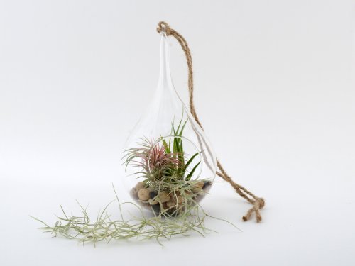 Twig Terrariums The Air Up There Terrarium Kit