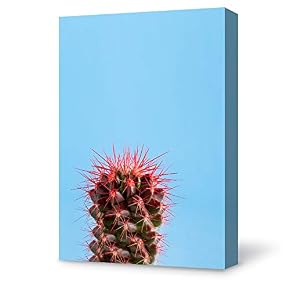 SIGNFORD Canvas Wall Art Plant Succulents Plant Office...