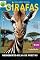 Livro Girafas