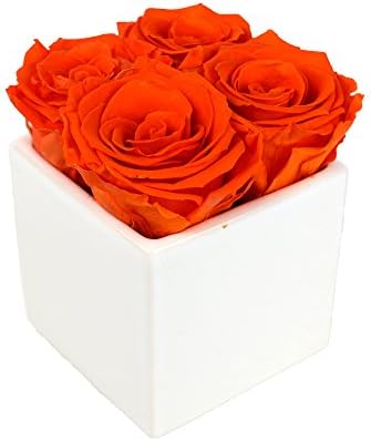 Luxe Bloom Home Collection 4 Fresh Cut Preserved Tangerine Orange Roses in 3" White Ceramic Cube Vase Lasts 60 days |