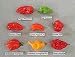 Brand New! 240 Pcs, Pepper Seeds,8 Worlds Hottest Pepper , RARE Chili Pepper Seeds primary