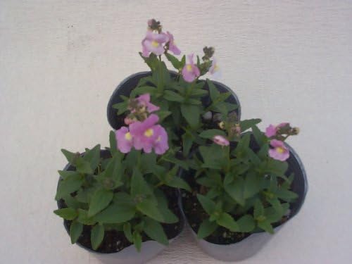 Amazon 宿根ネメシア ピンク 花