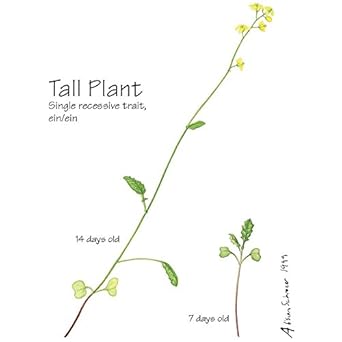 brassica rapa plant fast plants wisconsin seed tall pack carolina flash amazon sorry player