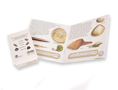 Fossil Box with Study of Fossils Booklet by Fossil Gift Shop - Thumbnail 2