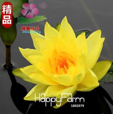 Amazon 安い水庭園 盆栽バルコニー花 水鉢植え フロア パック Tndmwd 11 観葉植物 オンライン通販