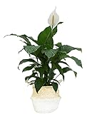 Costa Farms Peace Lily Spathiphyllum, Indoor