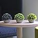 Sophia's Garden Artificial Plants Fake Plants for Plant Decor, Cute, Realistic Desk Plant - Small Artificial Plants Fake Plant Artificial Plant for Home Decor Faux Plant Feaux