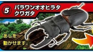 Amazon 昆虫の森 クワガタ界の怪物登場 5 パラワンオオヒラタクワガタ 単品 通販