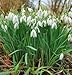 Early Snowdrops Galanthus - 10 bulbs