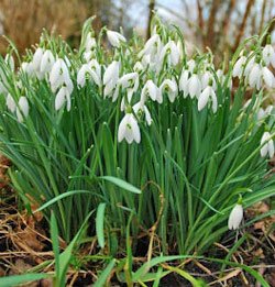 Early Snowdrops Galanthus - 10 bulbs