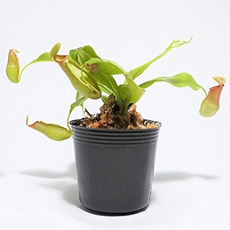 Amazon Co Jp コケのインテリア コケリウム テラリウム 食虫植物 苔盆栽 ネペンテスガヤ ウツボカズラ ホーム キッチン