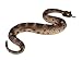 Safari Ltd Incredible Creatures Sidewinder Rattlesnake