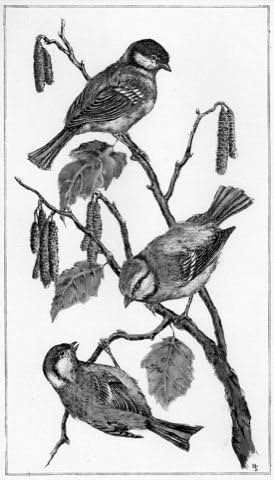 Single-colored hand-crafted etching Vögel, Meisen (Germany) by Behrens as plain page, graphics, art design, art print