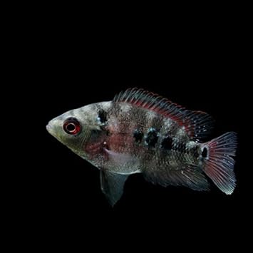 Amazon 熱帯魚 フラワーホーン 花羅漢 約4 5cm 1匹 生体 Nikitea 観賞魚 水中生物 通販