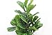 5 Foot Fiddle Leaf Fig Tree - Realistic Artificial Home Decor