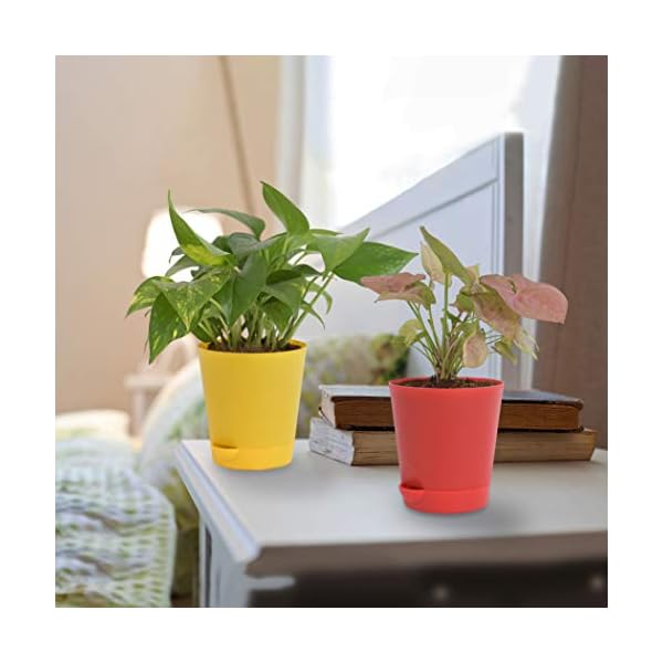 Ugaoo Indoor Plants With Pot For Home - Syngonium Pink & Money Plant Variegated - Image 5