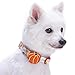 Blueberry Pet 8 Patterns Thanksgiving Fall Obsession Ginkgo Biloba Leaf Designer Adjustable Dog Collar with Pumpkin, Small, Neck 12″-16″thumb 2