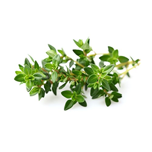 Click and Grow Smart Garden Thyme Plant Pods, 9-Pack - Thumbnail 2