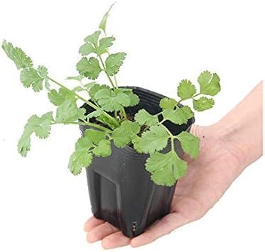 Amazon Co Jp 観葉植物 ハーブ苗 パクチー コリアンダー ３号 １ポット 家庭菜園 ペット用品