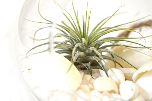 9GreenBox - Air Plant - Terrarium Kit with White Sand and Sea Shells