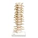 3B Scientific A73 Thoracic Spinal Column - 3B Smart Anatomy
