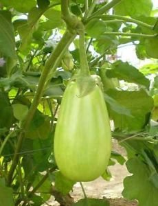 Golden Hills Farm Brinjal Big Green Eggplant Organic Vegetable Seeds 500 seeds