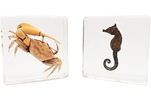 FlyingBean Insect Specimens Set, Fiddler Crab and Sea Horse Specimens in Resin, Animal Taxidermy Collection for Science Education & Desk Ornament (FBBJ-02)