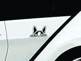 Dog Boston Terrier Looking Peeking Tip Toeing Car Vinyl Sticker Decal Bumper Sticker for Auto, Cars, Trucks, Walls, Windows, and More. (BLACK)