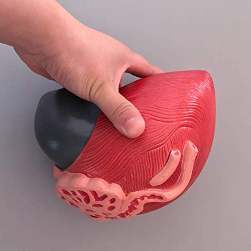 image for LXX Bladder Anatomical Model - huamn Organ Anatomical Model Male Bladd