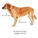 Petroad Service Dog Vest Harness Dog Backpack Pet Carrier Red Mesh Harness with D-Ring for Leashes or ID-Tags, Keeps Your Dog Comfortable (Red, Medium, 15