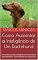 Livro Como Aumentar a Inteligência de Um Dachshund: Um Dachshund Mais Inteligente é Um Dachshund Mais Obediente - Como Adestrar Um Dachshund