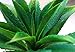 Luyue Green Artificial Succulent Plants Aloe Lotus Agave Pack of 1 for Home Garden Decor